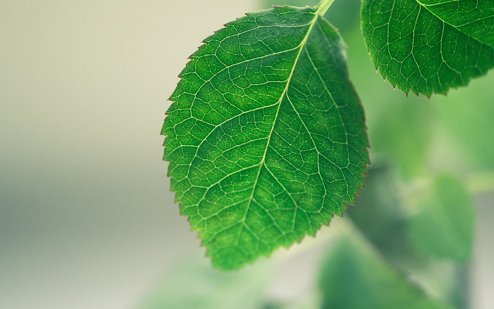 green leaf plant HD wallpaper