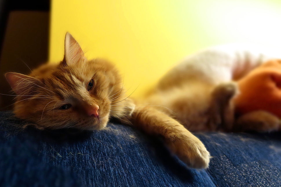 tabby cat on blue sof a HD wallpaper