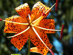 shallow focus photography of brown flowers during daytime, tiger-lily HD wallpaper