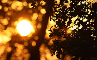 silhouette of tree HD wallpaper