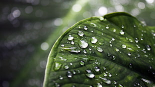 green leaf with water dews close up shot HD wallpaper