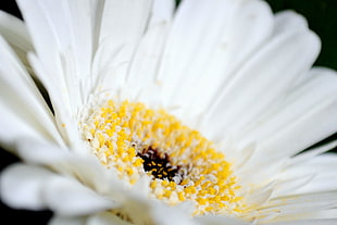macro photography of white Daisy flower