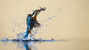 kingfisher catching fish closeup photography