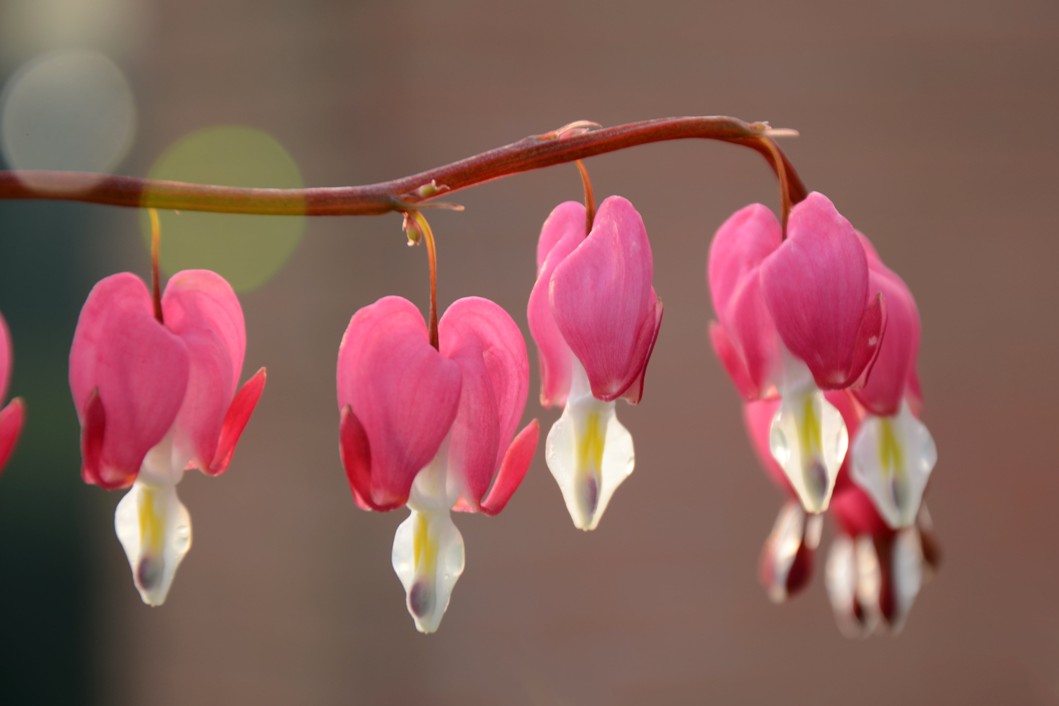 selective focus photography of Bleeding Hearts