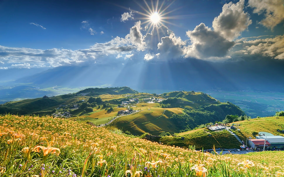 yellow Lily flower field at daytime HD wallpaper