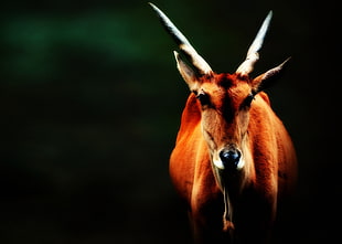 brown antelope photography HD wallpaper