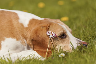 medium short-coated white and tan dog lying on grass field during daytime