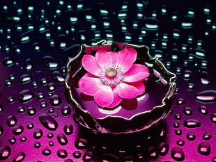 pink flower graphic illustration
