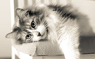 selective focus photography of white and gray cat