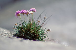 macro photography of purple flowers