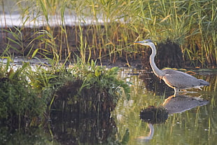 gray bird on water surrounded by plants at daytime, grey heron, ardea cinerea, czapla, siwa HD wallpaper