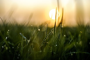 green grass with morning dew selective photo