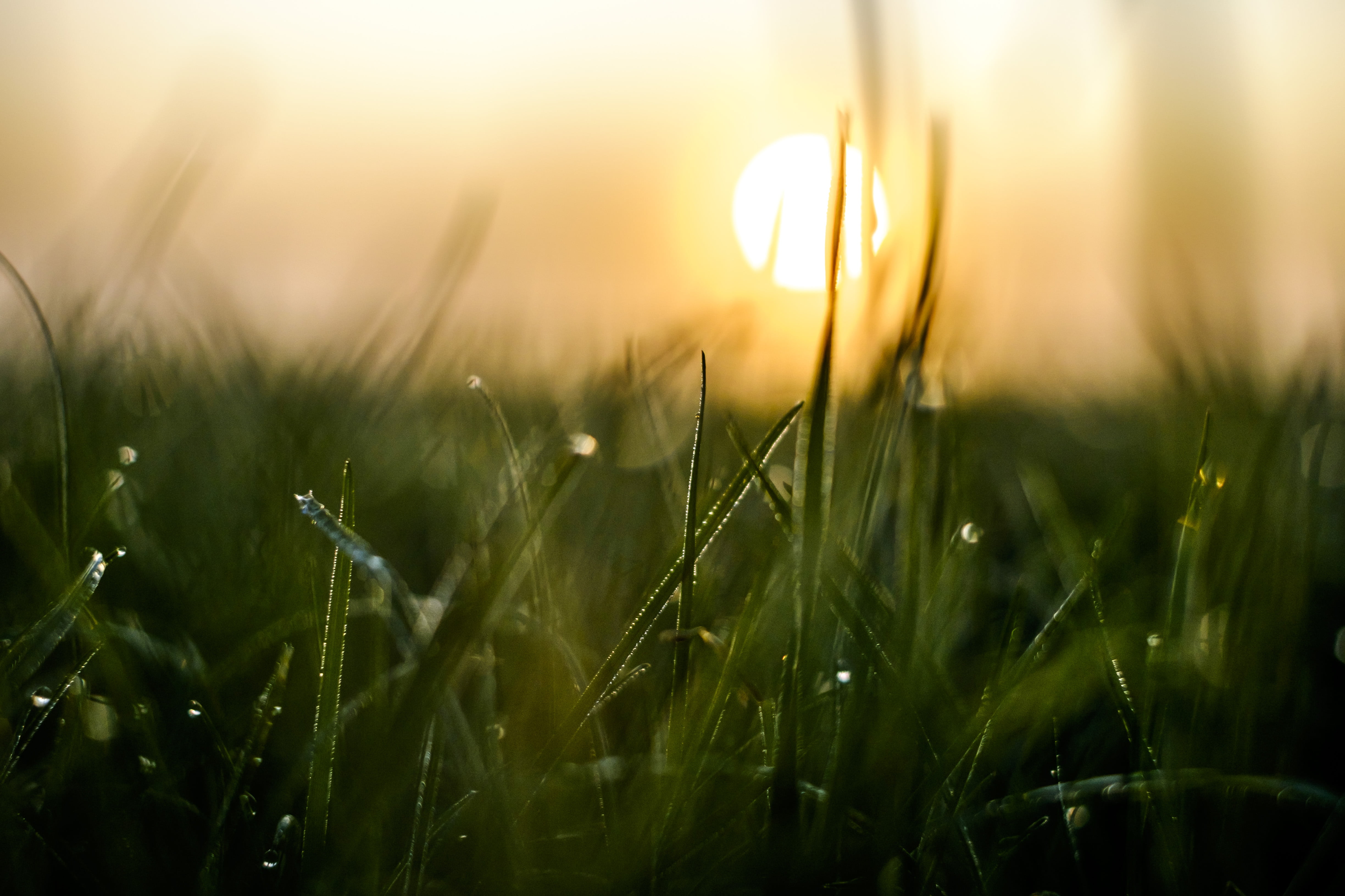 Online crop | green grass with morning dew selective photo HD wallpaper