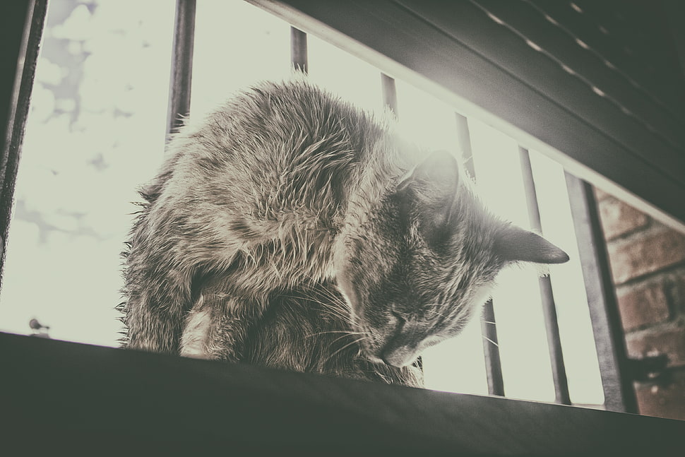 short-coated black cat, cat, window, black, white HD wallpaper