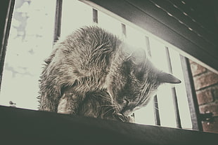 short-coated black cat, cat, window, black, white