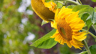yellow sunflower, Sunflower, Flowers, Petals