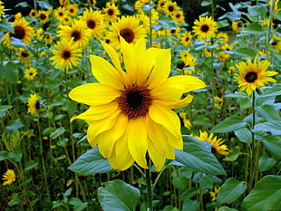 selective focus photography of yellow sunflower during daytime