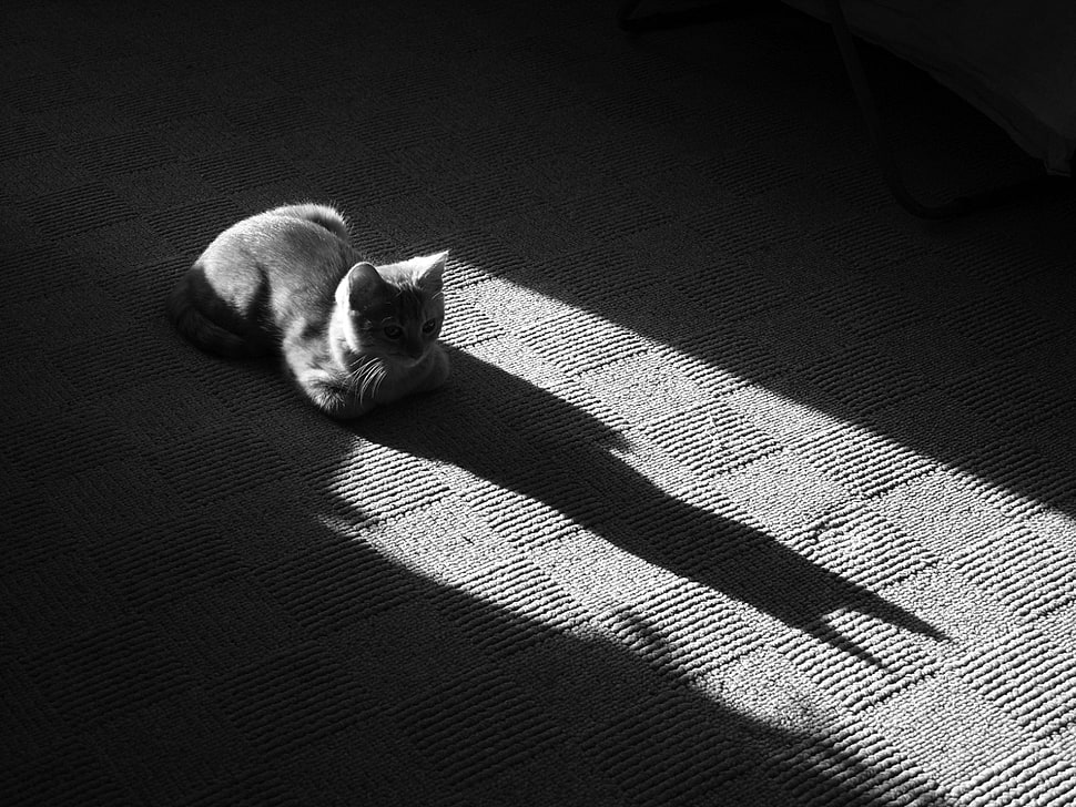 gray fur cat prone on gray surface with shadows HD wallpaper