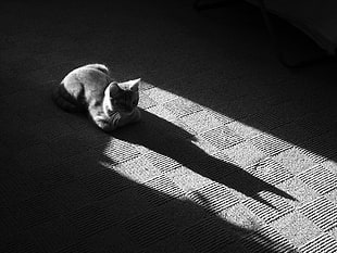 gray fur cat prone on gray surface with shadows