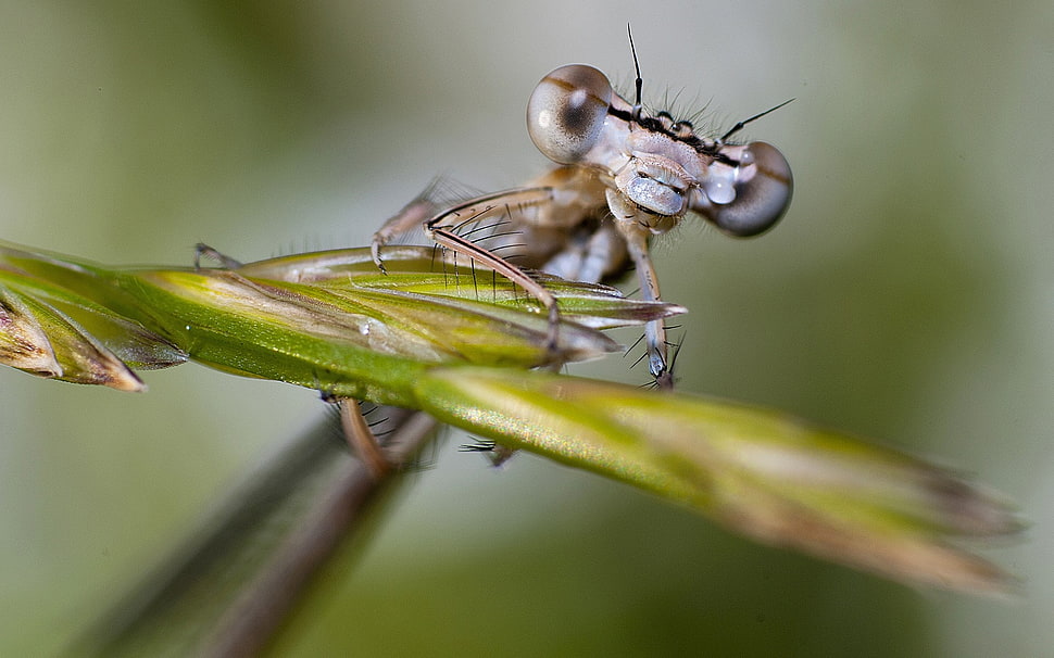 brown praying mantis HD wallpaper