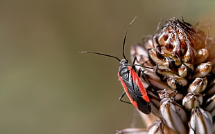 red and black insect in macroshot