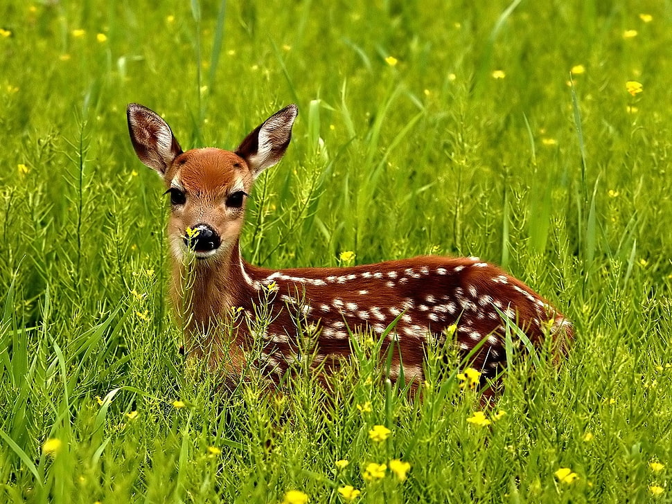 brown and white spotted deer HD wallpaper