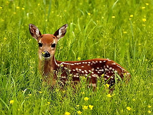 brown and white spotted deer