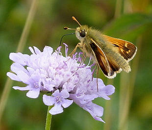 shallow focus photography of moth on purple flower, silver-spotted skipper, hesperia