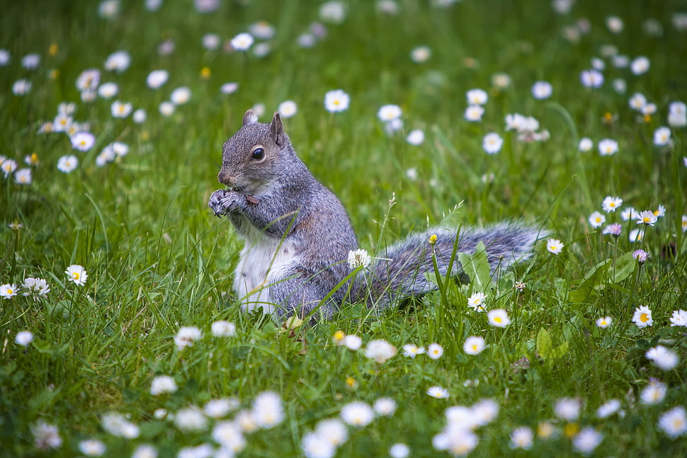 grey Squirrel on green grass field HD wallpaper