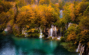 waterfalls surrounded with trees, nature, landscape, trees, forest