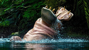 brown hippopotamus, hippos, animals, open mouth, water