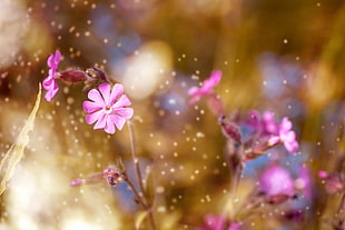 selective focus photography of pink flower at daytime HD wallpaper
