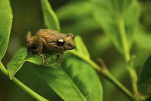 brown frog on green leaf plant