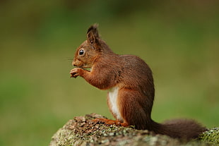 red and white squirrel .
