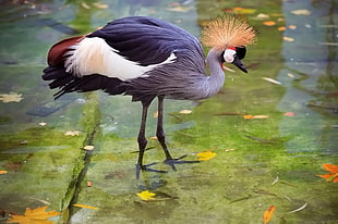 black Crowned Crane on water during daytime HD wallpaper
