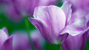 purple Tulips in bloom at daytime]