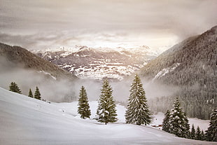 landscape photo of mountain and tree covered by snow