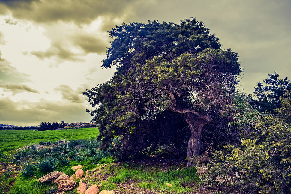 green trees under cloudy sky during daytime HD wallpaper