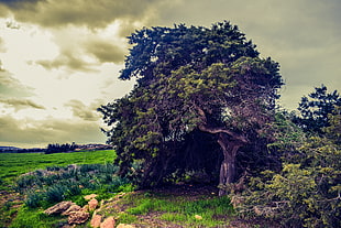 green trees under cloudy sky during daytime