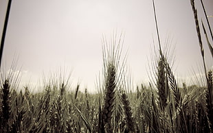 closeup photo of field of wheat during daytime