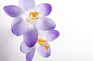 purple-white flowers, crocus HD wallpaper