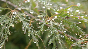 close up photo of water droplets on green leaf