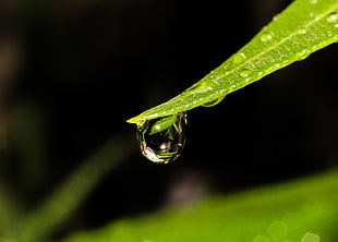 close up photo of a green plant with water droplet HD wallpaper