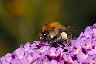 Honeybee on purple petaled flower HD wallpaper