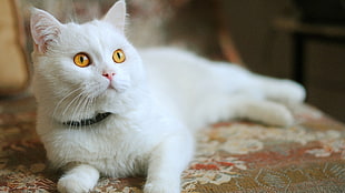 short-coated white cat, cat, animals, depth of field