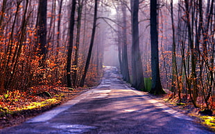 concrete road near trees, forest, road, trees HD wallpaper