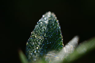 macro shot of dew on leaf HD wallpaper