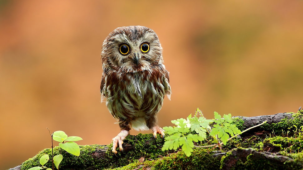 wildlife photography brown owl perching on tree branch HD wallpaper