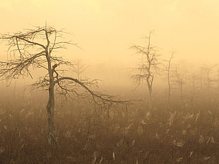 field of dead trees during foggy day