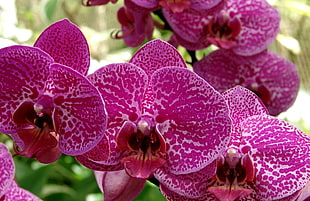 closeup photo of pink Moth Orchids